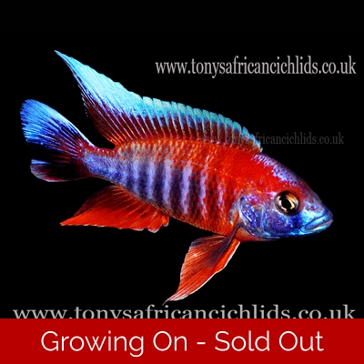 4 x Aulonocara Jacobfreibergi Eureka Colour Select *Line Bred* - 4-5cm